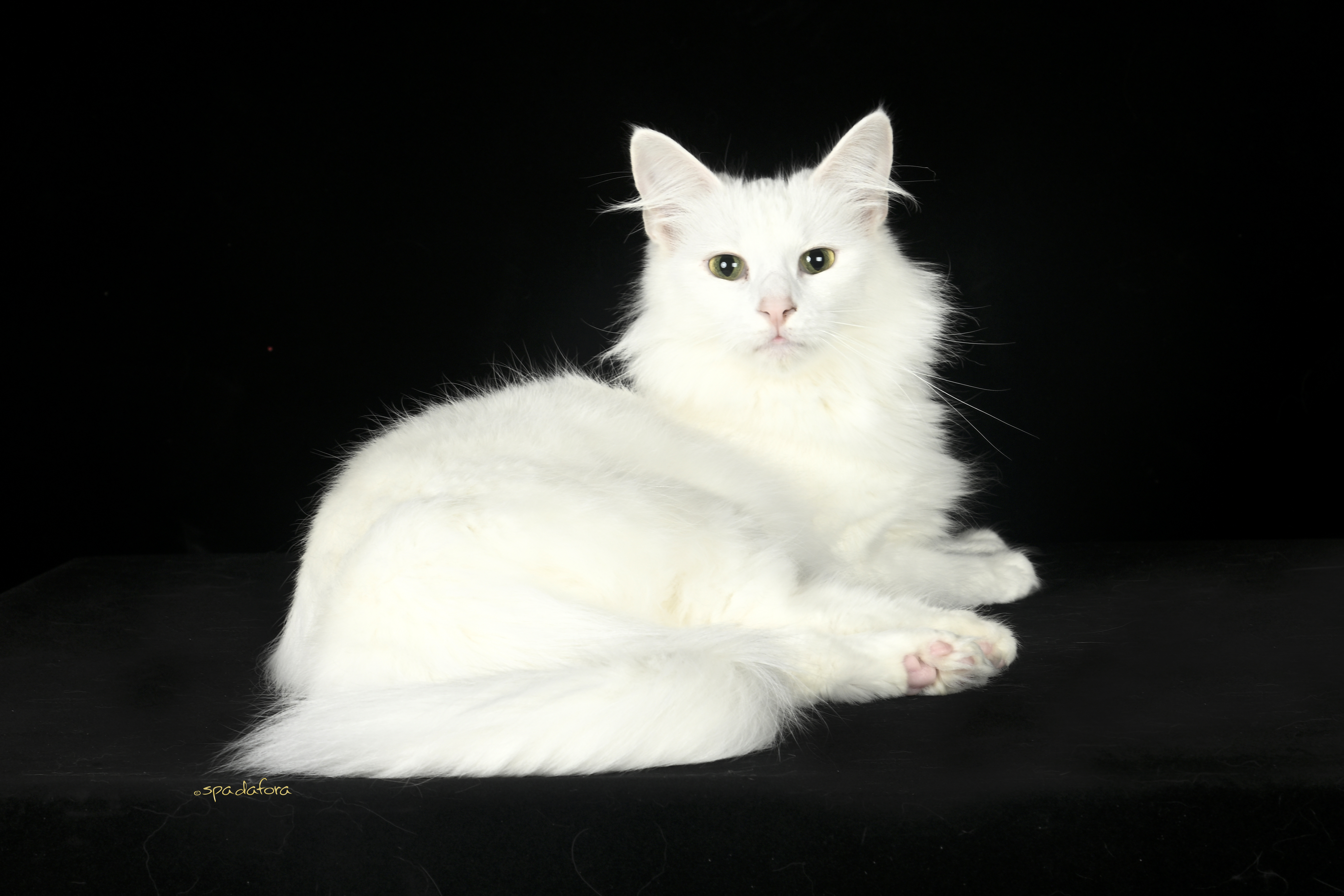 Oriana del Regnodoro